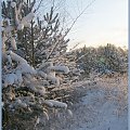 #zima #spacer #snieg #drzewa #łąki #pola