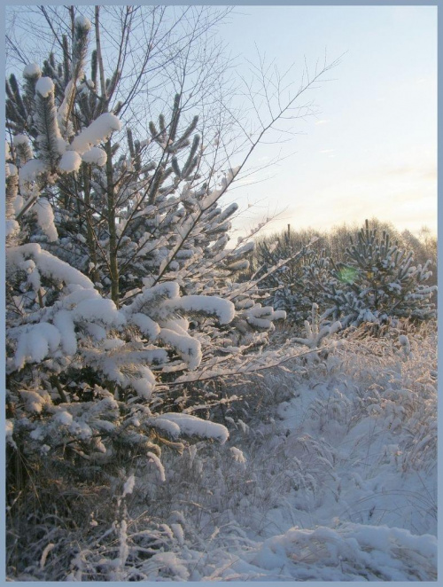 #zima #spacer #snieg #drzewa #łąki #pola