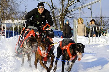 Trening klubu zaprzęgowego Amberdog. Stadion CKiS Pruszcz Gdański. #PsieZaprzęgi #CkisPruszczGdański #PsyZaprzęgowe #IgorTracz #OlgierdTracz #traczer
