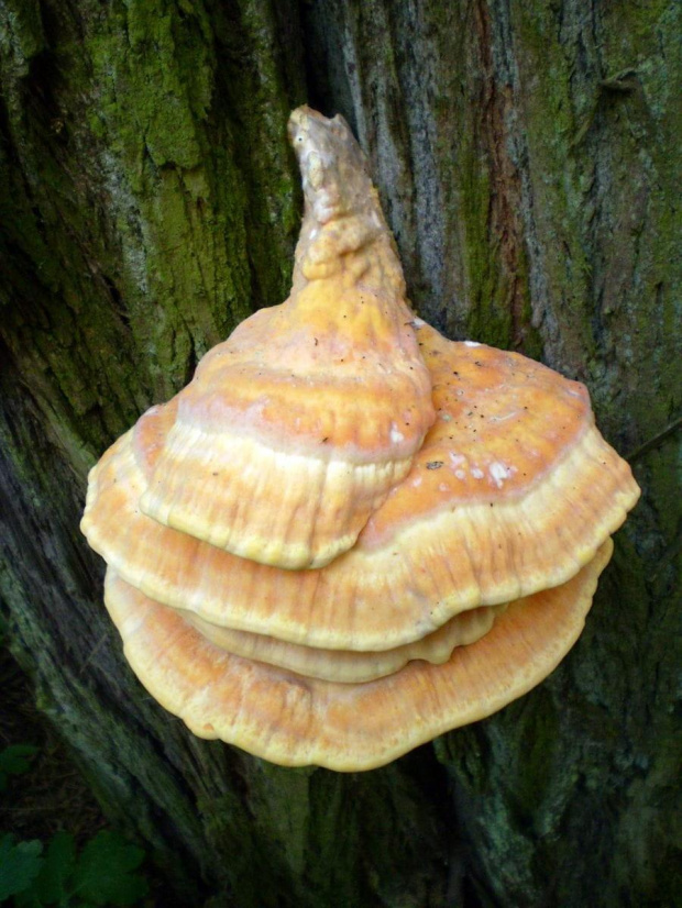 Żółciak siarkowy - Laetiporus sulphureus . Data : 29.05.2008. Miejscowość : Piaski Wielkopolskie .