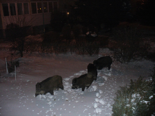 Takie dziki to tylko w Elblągu :)
Zdjęcie dostałam od cioci, co wieczór urządzają sobie spacery pod blokiem :))