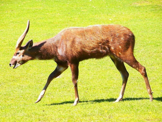 Oliwskie ZOO #zwierzęta