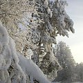 Zaśnieżona i oszroniona sosna