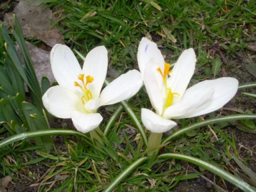 Krokusy #krokusy #kwiaty #wiosna