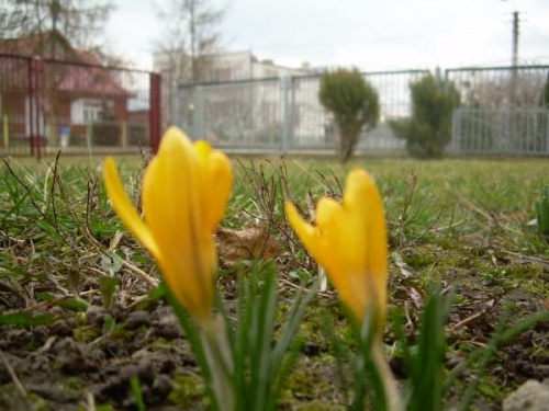 Wiosenka #krokusy #kwiaty #wiosna