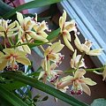 Cymbidium żółte