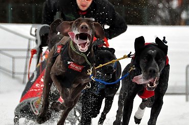 Amberdog trenuje na stdionie CKIS Pruszcz Gdański. Psy- Greystery. Sanie - Danler Hornet XC i Antipode Acrobat. #PsieZaprzęgi #greyster #ckis #PruszczGdański #IgorTracz #OlgierdTracz #AgataKaczyńska #traczer
