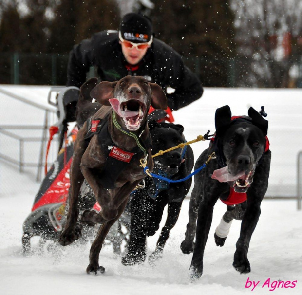 Amberdog trenuje na stdionie CKIS Pruszcz Gdański. Psy- Greystery. Sanie - Danler Hornet XC i Antipode Acrobat. #PsieZaprzęgi #greyster #ckis #PruszczGdański #IgorTracz #OlgierdTracz #AgataKaczyńska #traczer