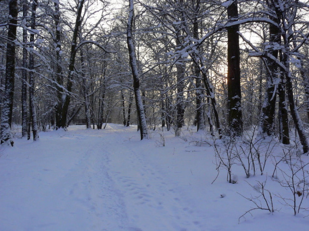 Rudy,zima,park #Rudy #zima #park