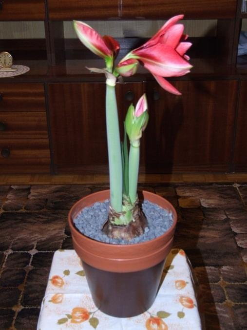 odmiana 'Double Dragon' - 24 stycznia 2009 #amarylis #DoubleDragon #Hippeastrum #hydroponika