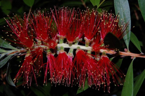 CALLISTEMON