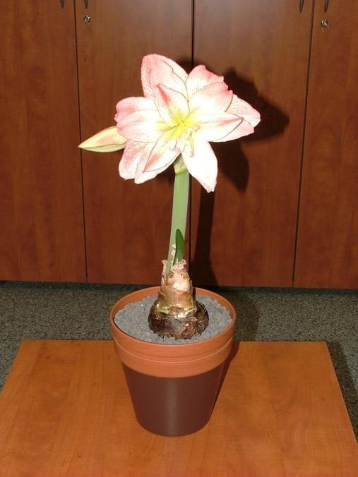 odmiana 'Aphrodite' - 3 lutego 2009 #amarylis #Aphrodite #Hippeastrum #hydroponika