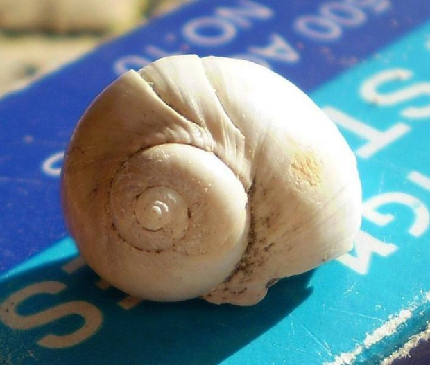 Ślimak Natica tigrina . Długość okazu - 1,5 cm . Wiek : miocen – dziś ( ale może też były starsze ) . Data znalezienia : ? Podarunek od kolegi który kupił okaz przez internet . Miejsce znalezienia : Korytnica .