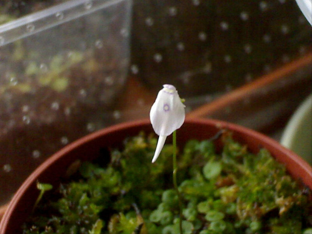 Utricularia pubescens