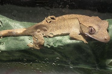#RhacodactylusCiliatus #CrestedGecko #GekonOrzęsiony