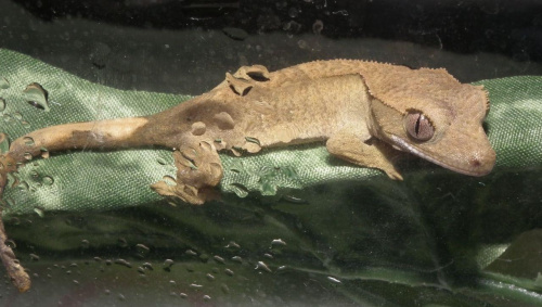 #RhacodactylusCiliatus #CrestedGecko #GekonOrzęsiony