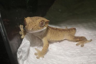 #RhacodactylusCiliatus #CrestedGecko #GekonOrzęsiony