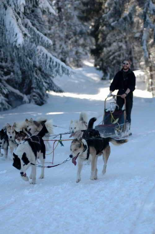 Wierchomla psie zaprzęgi - wyścigi #husky #pies #psy #wyscigi #zima #góry #Muszyna #Szczawnik