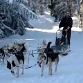 Wierchomla psie zaprzęgi - wyścigi #husky #pies #psy #wyscigi #zima #góry #Muszyna #Szczawnik