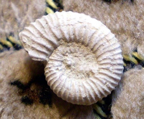 Amonit Peltoceratoides williamsoni . Długość okazu - 1,6 cm . Wiek : górna jura ( oksford ) . Data znalezienia : 2007 . Miejsce znalezienia : kamieniołom Kamienne górki ( Sachta ) , Wrzosowa ;
Wrzosowa koło Częstochowy .