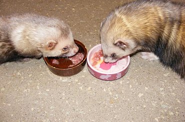 #fretka #Palstuś #Kubuś #jadzenie #jajko #mięsko #kąpiel #ćwiczenia