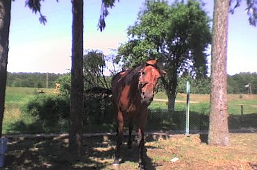 horse, cat, dog, doberman, pies, suka, alaskan malamute, mieszaniec, konie, koń, śmieszne, funny #horse #cat #dog #doberman #pies #suka #AlaskanMalamute #mieszaniec #konie #koń #śmieszne #funny