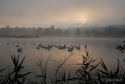 poranek to najlepsza pora na fotki... #las #woda #park #zieleń #ptaki