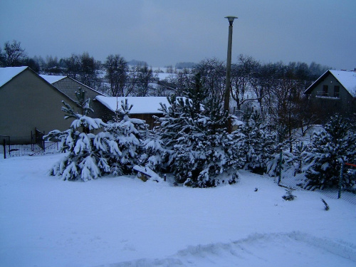 Atak Zimy 16.02.2009 Osiek/k.Olkusza. #zima #atak #mróz #przyroda #snieg #śnieg #luty #opad #płatek #mroźno #zaspy #góry #AtakZimy #chłód #zaspa #slisko #lód #drzewa #drzewo #natura #ogród #wieś #wioska #osiek #olkusz