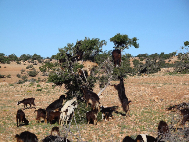 Kozy..eh..super kozy drzewołazy :) #Maroko