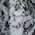 Tak ubrać potrafi tylko natura :)) #zima #świerk #śnieg #szadź #przyroda #drzewo