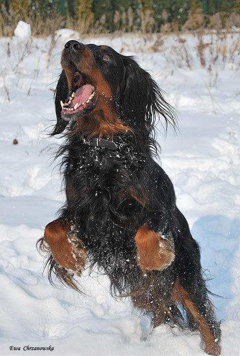 2009.02.17 Igor na śniegu, portret Wiewiórka