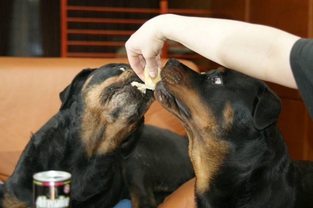 #pies #rottweiler