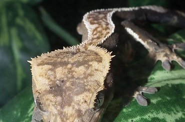 #RhacodactylusCiliatus #CrestedGecko #GekonOrzęsiony