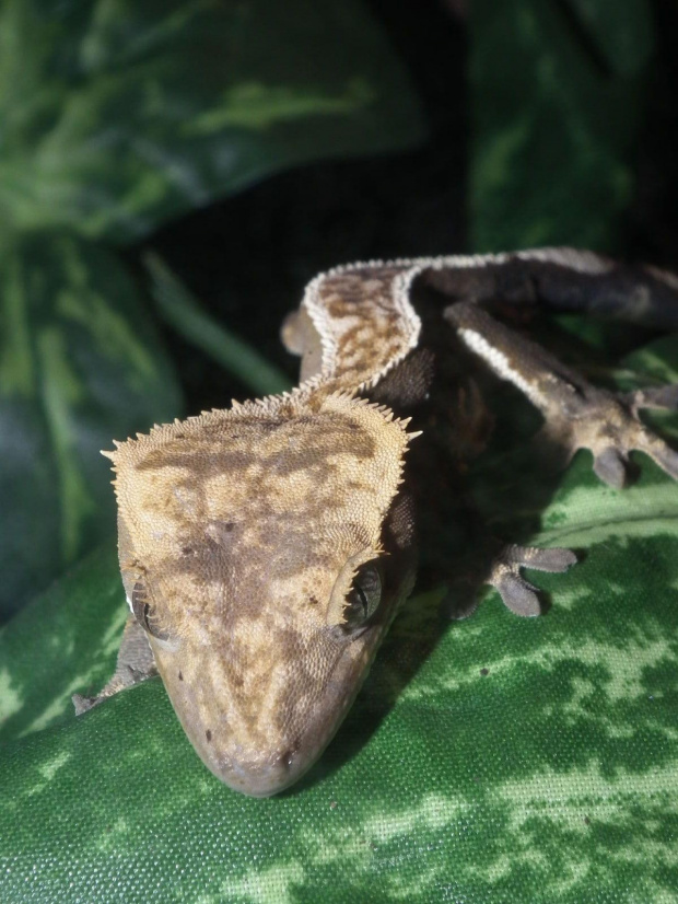 #RhacodactylusCiliatus #CrestedGecko #GekonOrzęsiony