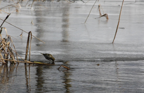 Rzeka Brda - 25.02.2011 - zdjęcie z samotnego spływu kajakowego. #Brda