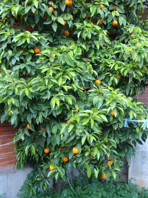 pomarańcze w ogrodzie na LaStorcie w Rzymie
