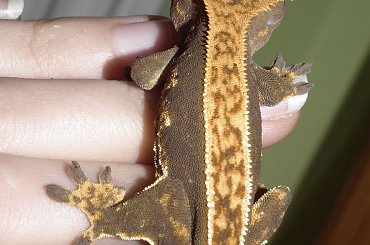 #RhacodactylusCiliatus #CrestedGecko #GekonOrzęsiony