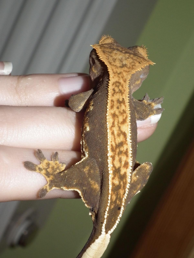 #RhacodactylusCiliatus #CrestedGecko #GekonOrzęsiony