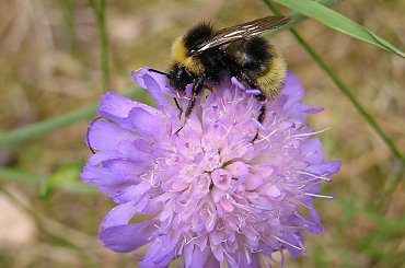 POLESIE - Sobiborski Park Krajobrazowy #Polesie #SobiborskiParkKrajobrazowy #trzmiel
