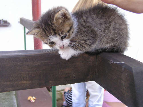 Kotek na barierce #kot #kociak #zwierzęta