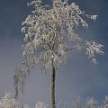 #drzewo #PZK #Zima