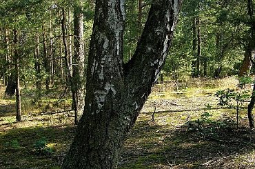 strefa półcienia... #BrzozySiostrzyczki