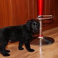 Nasz mały flat coated retriever