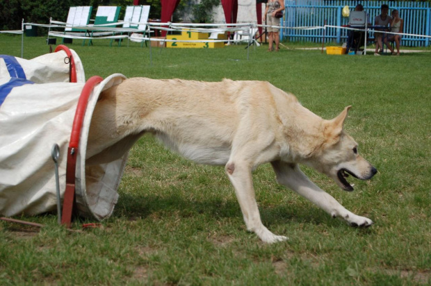 PP Agility Białystok 22.07.2007