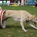 PP Agility Białystok 22.07.2007