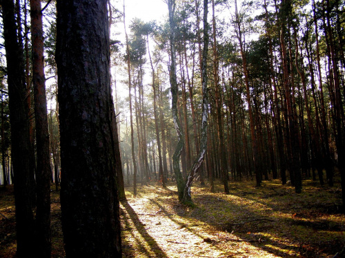spacer w słonecznym lesie ... #las #słońce #spacer