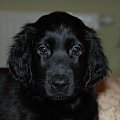 Nasz mały flat coated retriever