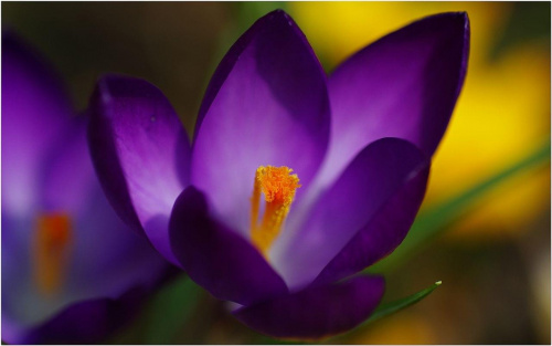 Krokusy fioletowe... #KrokusyFioletowe #makro #kwiaty #wiosna