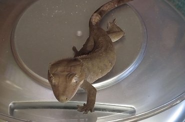 #RhacodactylusCiliatus #CrestedGecko #GekonOrzęsiony