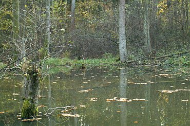 A kto wie, że tu jest tak pięknie? #Wycieczka #Horyniec #jezioro #las #wakacje